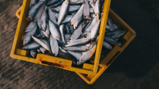Росимуществу передали восемь рыбопромышленных компаний Приморья 