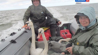 Лебедь-шипун в Байдарацкой губе. Необычного гостя с Волги встретили орнитологи на Ямале