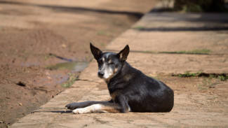 В Приуральском районе выявлена собака с подозрением на бешенство