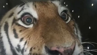 В хабаровском зоопарке приютили тигрицу после нескольких сложных операций