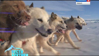 На Чукотке стартовала 8-дневная гонка на собачьих упряжках с красивым названием «Надежда»