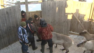 Тундровые лекари. В саамской деревне Ловозерово ветеринары и оленеводы открыли сезонный медпункт для парнокопытных