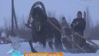 Крестьянские скачки в эпоху капитализма: как в Архангельске пытаются спасти вымирающих мустангов