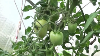 Тюменские аграрии ведут битву за урожай