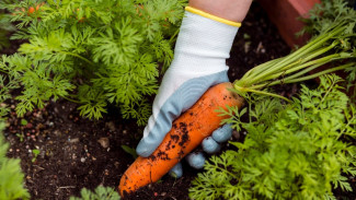 Почему морковь не всходит: что вы делаете не так и как спасти урожай 