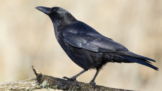 Крылатая вестница весны: в этнокомплексе «Коми-деревня» в Лабытнанги встретят праздник «Ворнга хатл»