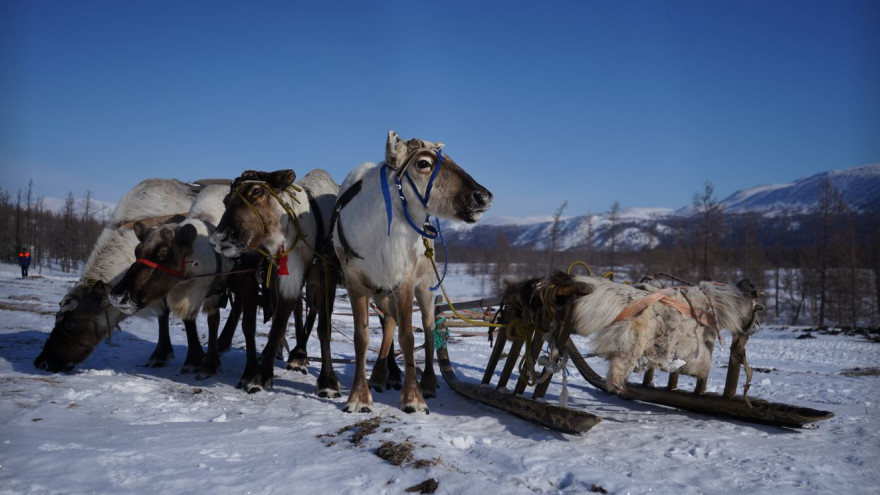 «Дыхание тундры»: в Ноябрьске запустили виртуальную экскурсию по арктическому Северу