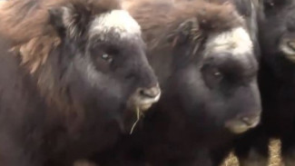 Великое переселение ровесников мамонта: ямальские овцебычки вернулись на родину предков