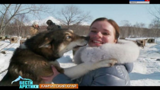 На Камчатке началась самая протяженная в мире гонка на собачьих упряжках