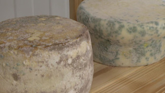 Продукты из молока арктических буренок: в Салехарде открылась новая сыроварня 
