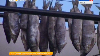 Горковский рыбзавод за 85 лет выловил 140 тысяч тонн живого серебра