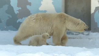 Белая медведица Колымана - звезда якутского зоопарка Орто Дойду впервые вывела своих детей на прогулку