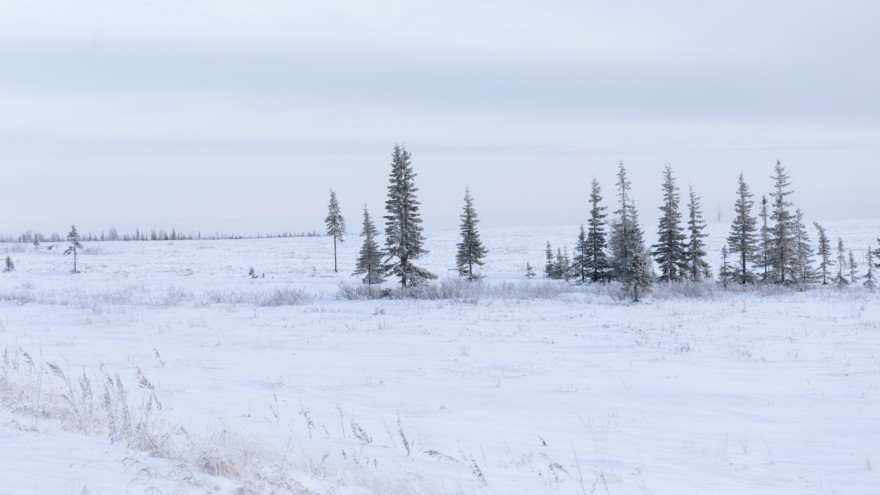 Гидрометцентр России дал прогноз на декабрь 2025 года в ЯНАО