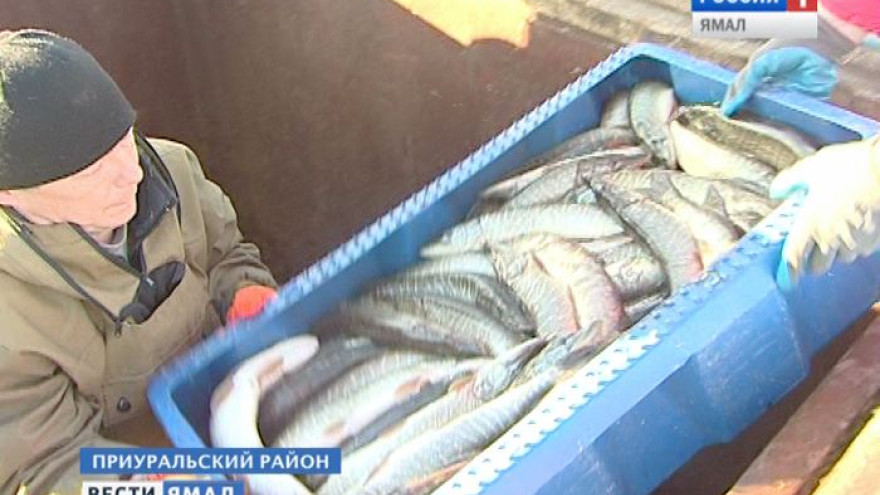 Рыбаки Приуральского района ставят рекорды