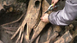 Открытие, опровергающее историю: археологи под Тюменью раскопали древнейшие захоронения гуннов
