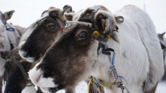 На Ямале назвали даты празднования Дня оленевода в 2024 году