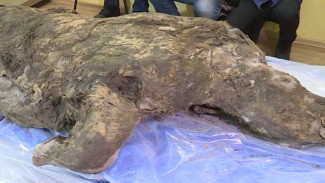 В Якутске обнаружили отлично сохранившуюся тушу уникального древнего носорога