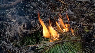 На Ямале за последние сутки ликвидировано 17 лесных пожаров