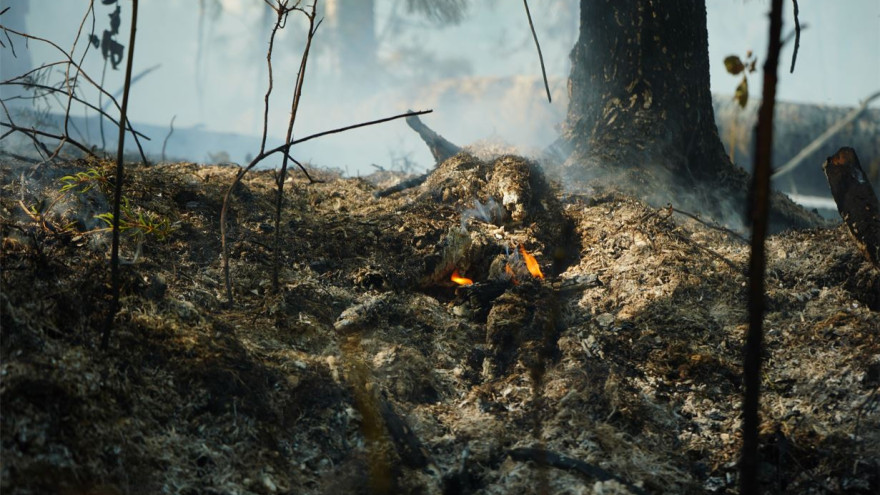 Введен режим ЧС: в Шурышкарском районе горит более 2 000 га леса