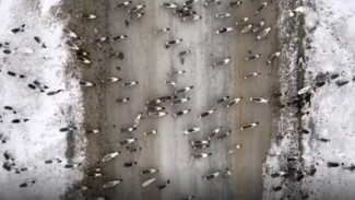 Рогатое шествие: на Ямале стадо оленей попало на видео квадракоптера 