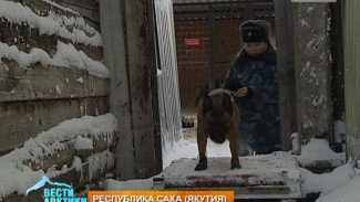 Собаки-клоны поступили на службу управления ФСИН Якутии