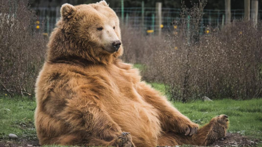 Спячка закончится раньше: на Ямале ожидается массовое пробуждение медведей 