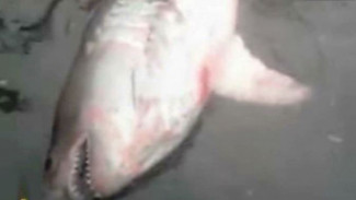 Неожиданный улов: в Красноярском крае на Енисее в сети попалась двухметровая акула