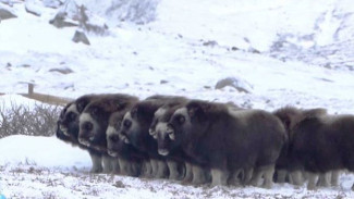Овцебыков на острове Завьялова в Магаданской области выпустили в живую природу