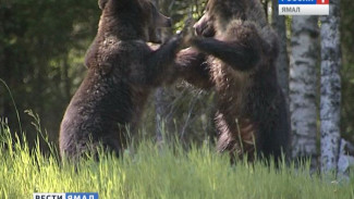 Когда в округе стартует охота на медведей? И как ситуация в Ямальском районе повлияет на сезон?