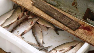 Ученые обеспокоены текущей ситуацией с популяций сиговых видов рыб 