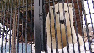 Спасённая на Диксоне белая медведица освоилась в Красноярском зоопарке