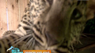Зверята в зоопарке Хабаровской земли очень счастливые: о красоте, любви и больших-пребольших кошках