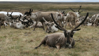 На Ямале более 70% оленей привиты от сибирской язвы 