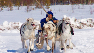 Кочующий праздник: как День оленевода прошел в селении Халясавэй