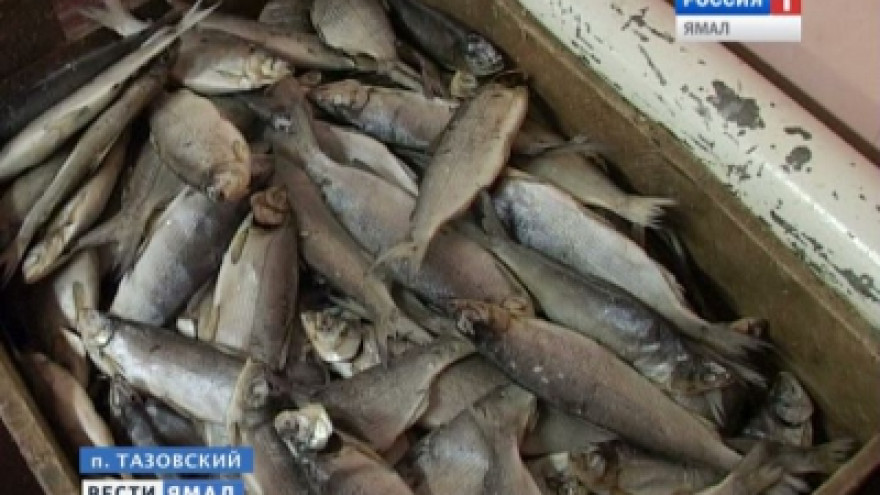 На Ямале тундровика оштрафовали за рыбалку на 76000 рублей