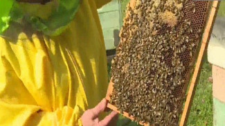 В соседней Коми ожидают повышения цен на мёд