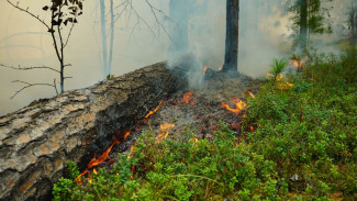 Лес в огне: на Ямале 263 спасателя борются с лесными пожарами