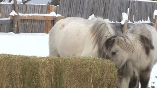 Якутские лошадки на Ямале: удался ли эксперимент и как себя чувствуют животные, сменившие прописку