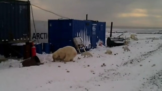 Видео: на Ямале белые медведи уже не боятся охотиться на территории людей