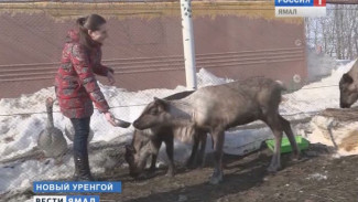 Оленеводы подарили Новоуренгойскому зоопарку трех северных оленей