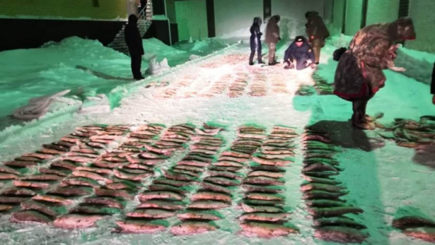 На Ямале задержаны нарушители, перевозившие 650 хвостов белорыбицы