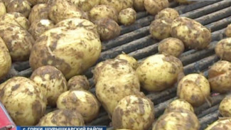 Тюменские студенты организовали необычные картофельные соревнования в селе Горки