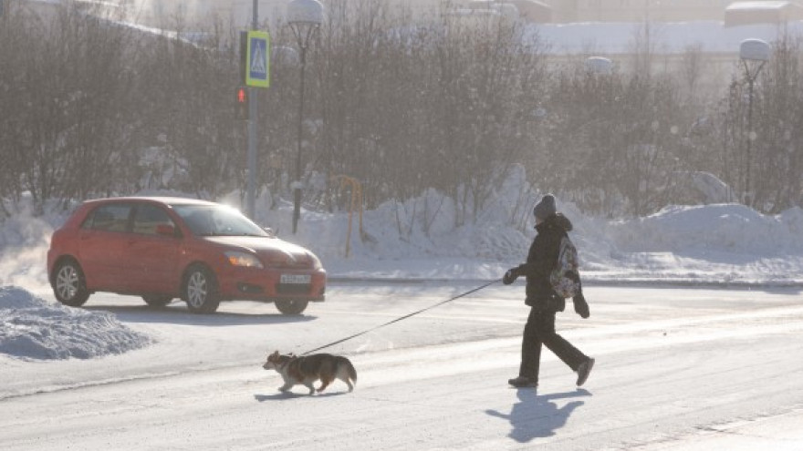 Администрация Салехарда утвердила список официальных зон для выгула собак без поводков