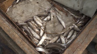 «Живое серебро»: на Ямале с начала летней путины уже добыто 500 тонн рыбы