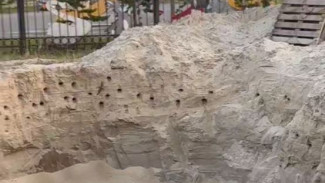 В Коротчаево яма для инженерных сетей преобразовалась в многоквартирный дом для стрижей