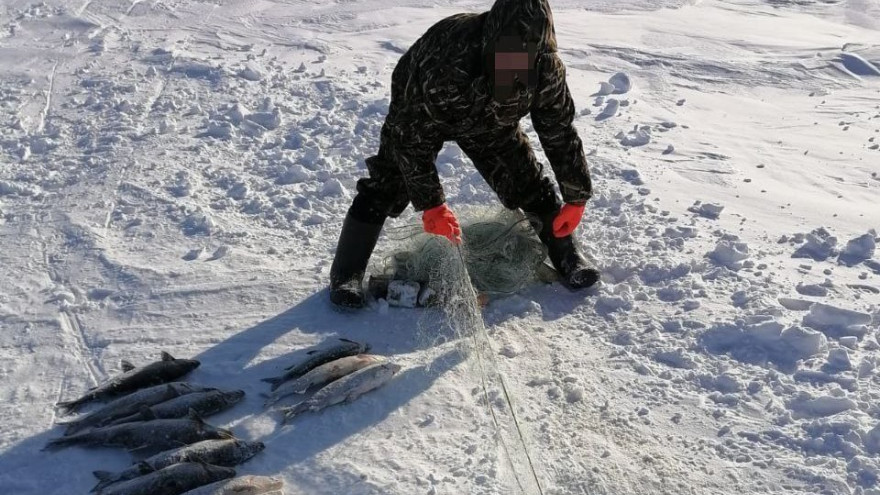 На Ямале браконьеры поймали около 50 хвостов щекура и муксуна 