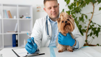 Жителям ЯНАО объяснили, какие прививки нужно делать кошкам и собакам