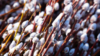 Вербное воскресенье: как хранить веточки, чтобы они принесли счастье и удачу