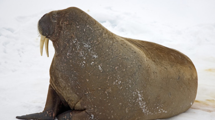 За ямальскими моржами установят спутниковую слежку