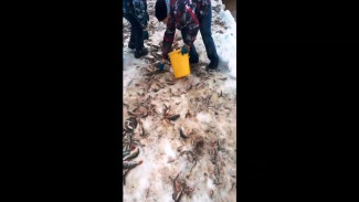 Втоптать ногами в снег. Шокирующее видео рыбалки по-надымски
